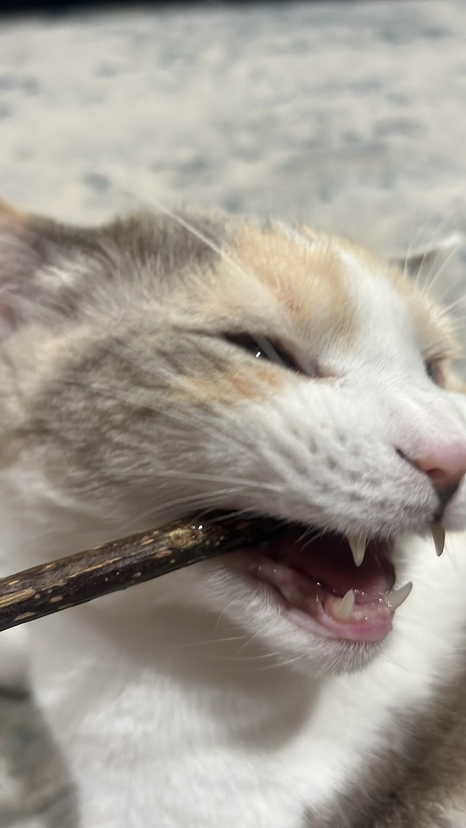 Panko A. Cat’s Mom tweet media
