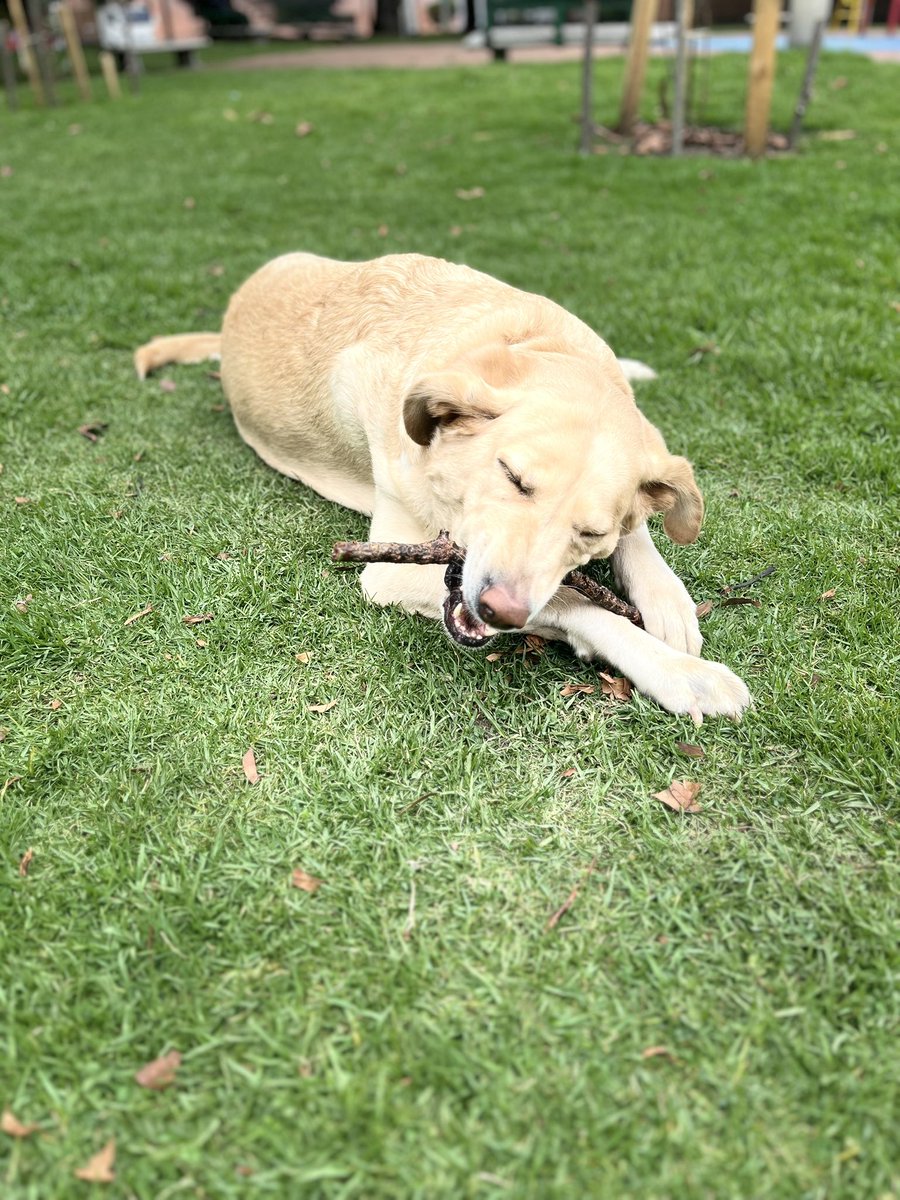 Qué dolor tan inmenso la partida de Nalita. Es muy duro. Si alguien que haya pasado por esto tiene tips o sugerencias  para hacer un poquito más llevadero este duelo, cuéntenme.💔 Es muy doloroso.
