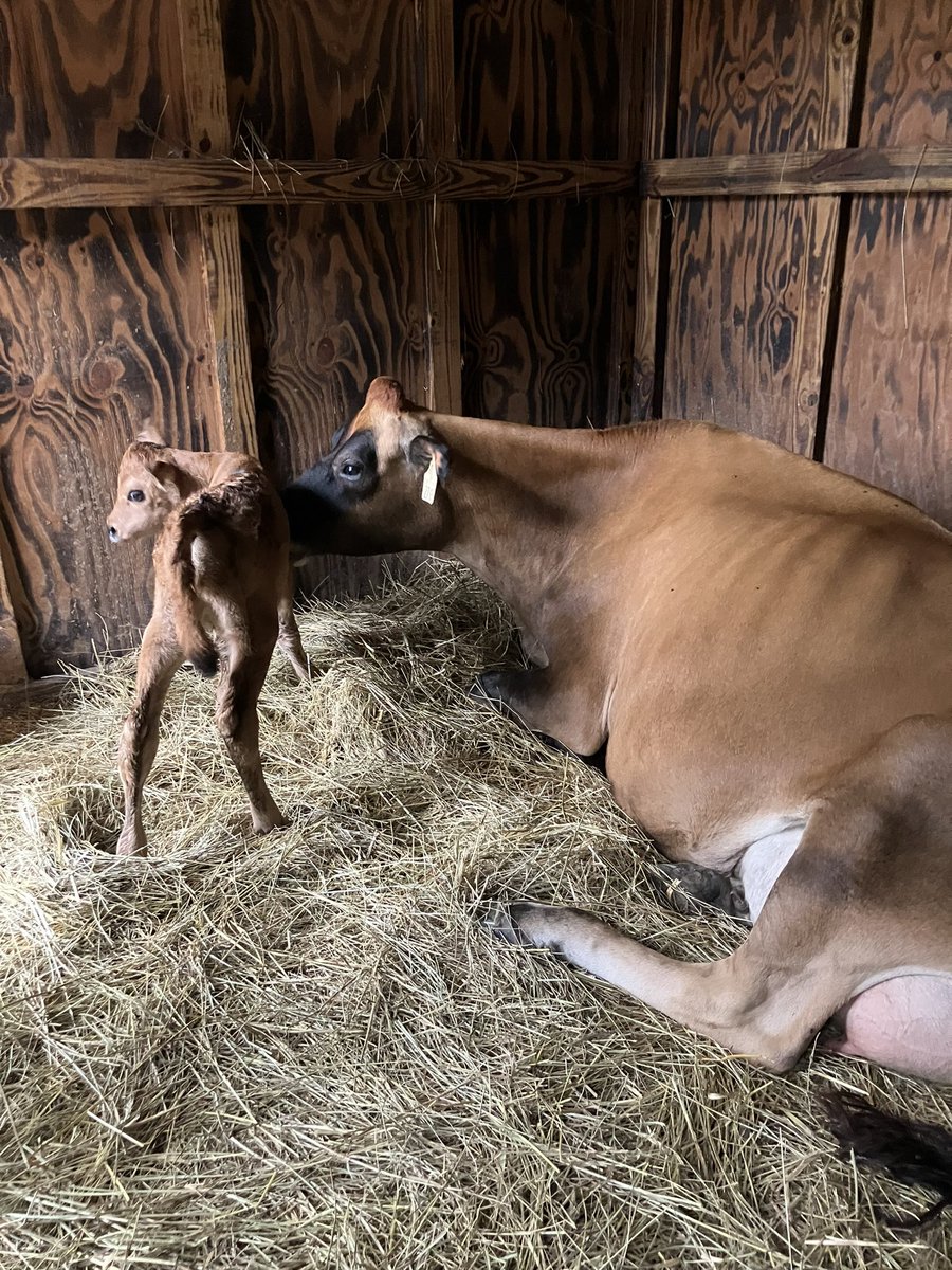 Medusa, my easiest calver. This little cow is worth so much to me and this farm. Calved alone with ease and I got up to milk and found a cleaned off tiny heifer. Love it and no sleepless nights on calf checks. Just “here you go”. She will never leave this farm.