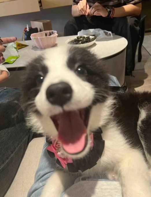 PupStrawberries's tweet photo. ★ I this this is me https://t.co/THjg3rqVrj