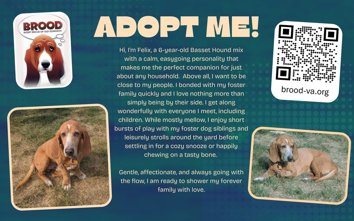 🧡💚🐶 Meet Felix! ❤️ Read more about him here: brood-va.org/availabledogs.
Please comment on, like, and share this post to help spread the news about our available hounds! Missed out on this sweet hound? Check out brood-va.org for all of our available dogs!