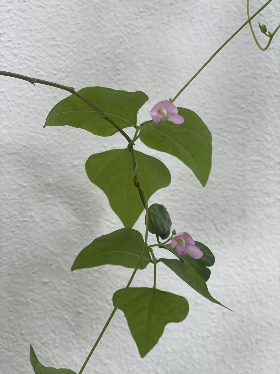 flores y desierto tweet media