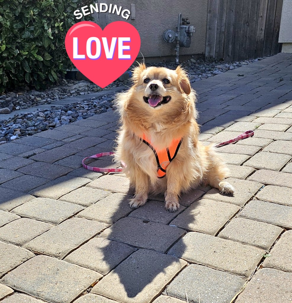 #HaveABrightDay 

#doglover #cutedog #Chibi 
#cutepet #いぬ　 #イッヌ　 
#犬　 #わんこ　　 #ペット　
#ポメラニアン　#コーギー　 
#ゴールデンレトリバー　 #チワワ