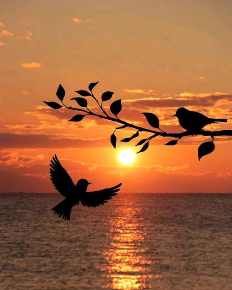 h___801's tweet image. كن شيئا نادرًا يصعب إيجاده ؛ فالأشياء الكثيرة لا تغري أحدا"