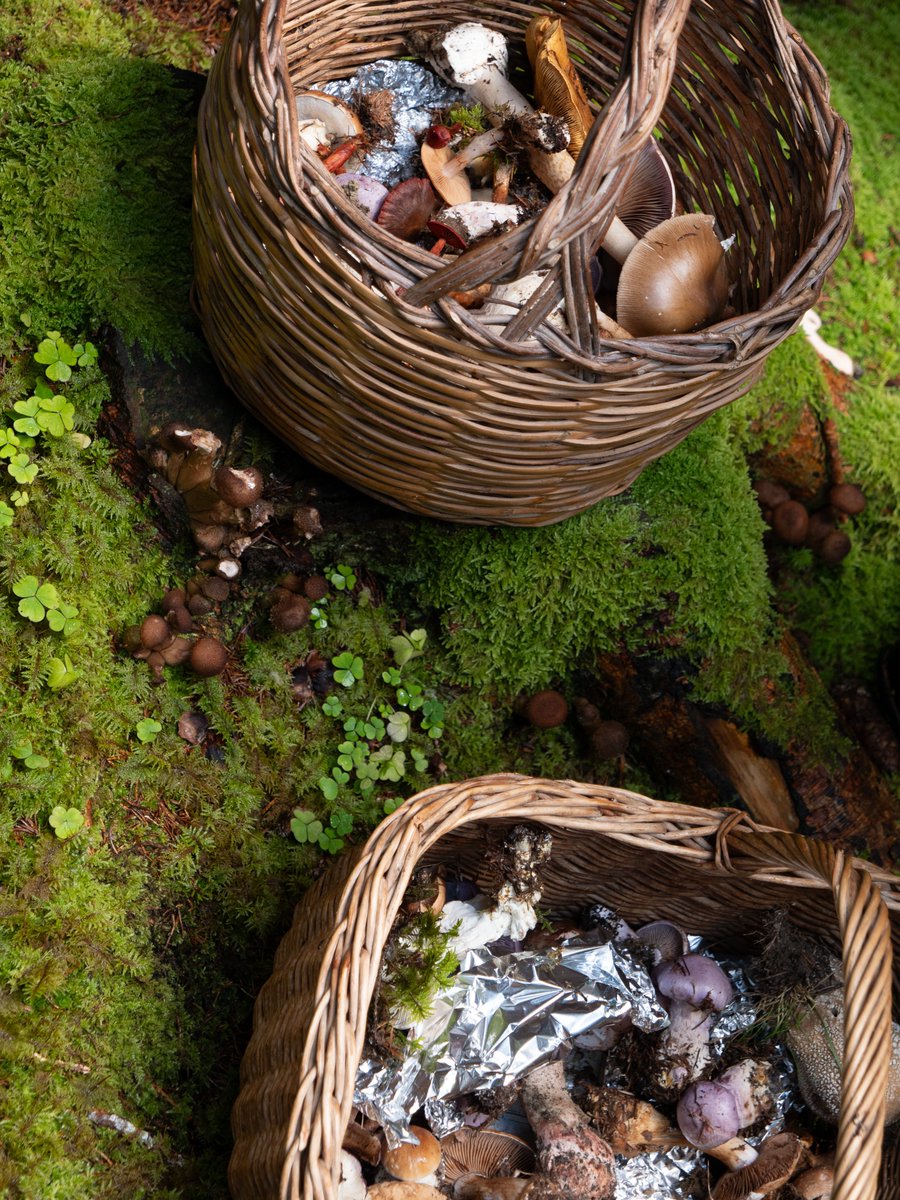dfsc_10's tweet photo. took a mycological excursion today https://t.co/MUD6zKn1xM