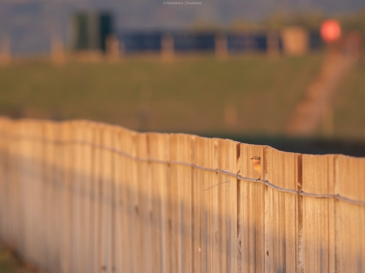 Ringed plovers, stint, wheatear, yellow wags, meadow pipits, swallows, sand martins today early morning at Staines Reservoirs.

<a href="/Team_eBird/">eBird</a> checklist - ebird.org/checklist/S275…

<a href="/LondonBirdClub/">London Bird Club</a> <a href="/SurreyBirdNews/">SurreyBirdClubNews</a> #londonbirds
