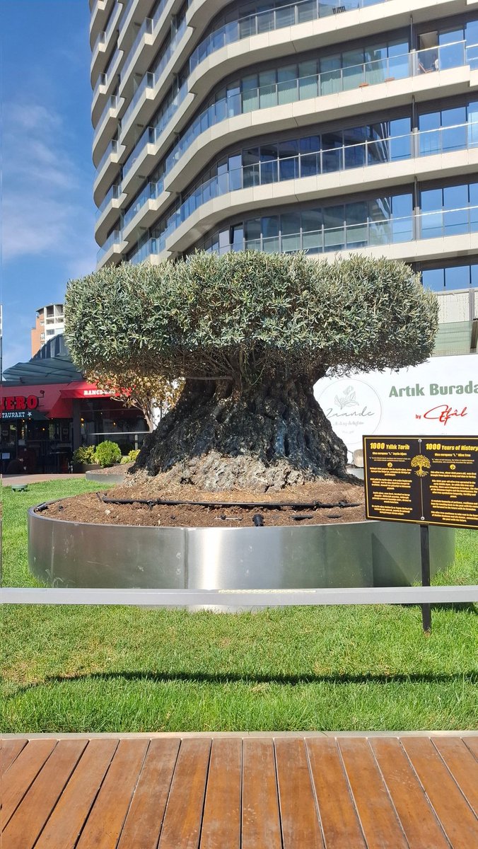 Aydın Kayval tweet media