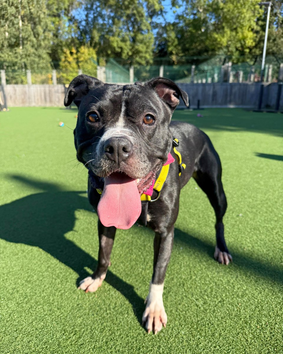 Nova is the brightest star! ⭐ 

She is such a smushy girl who loves people and getting attention! Nova can be quite worried in unfamiliar situations, so is looking for a loving and patient family who can help her shine! 🥺🥰

Find out more at: tinyurl.com/mr46zhze 💗