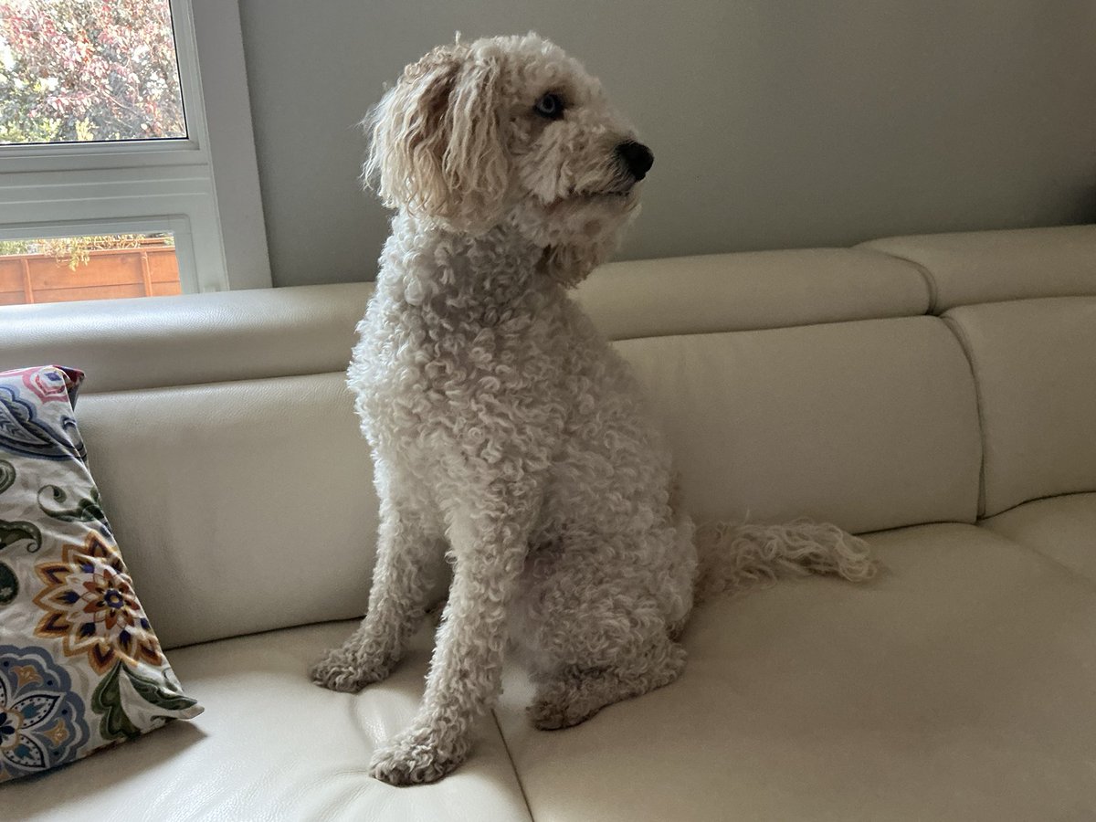 doodledog412's tweet image. Before and after🐶 #spaday
