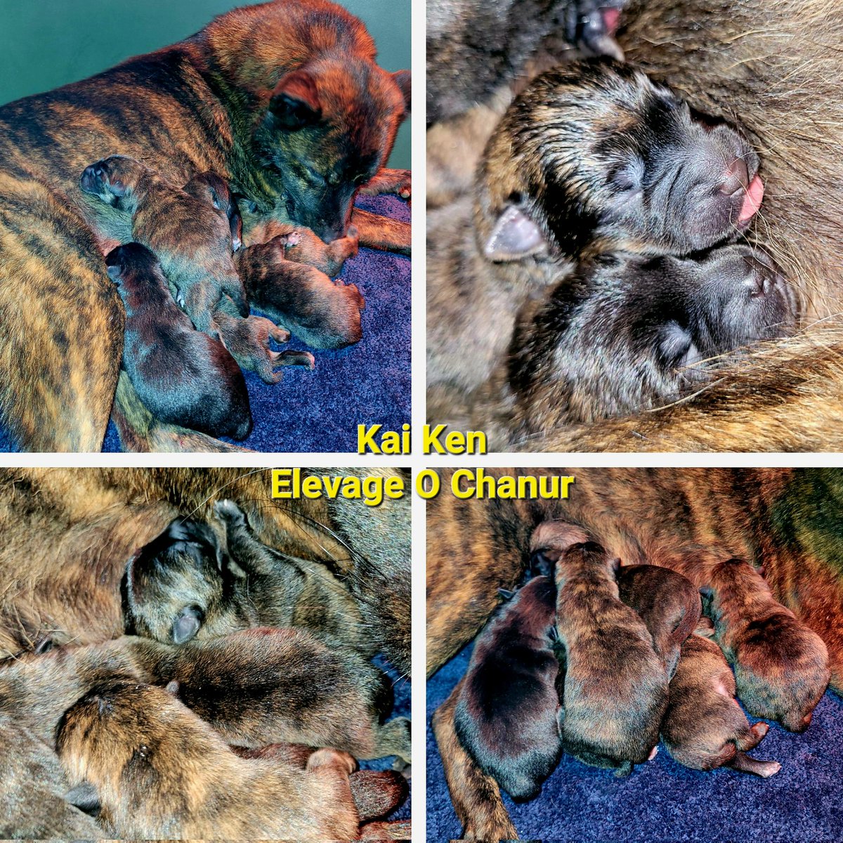 🔥‼️ Les chiots Kai Ken de Kiriko sont nés! 🔥
4 mâles et 2 femelles 🐺😃  En pleine forme et colorés ! ➡️1 mâle est disponible pour réservation 🥰  Maman Kiriko se repose et tous le monde se porte a merveille 😊🇯🇵
#甲斐犬 #Kai #kaiken #kaidog #kaikenpuppy #elevagekaiken