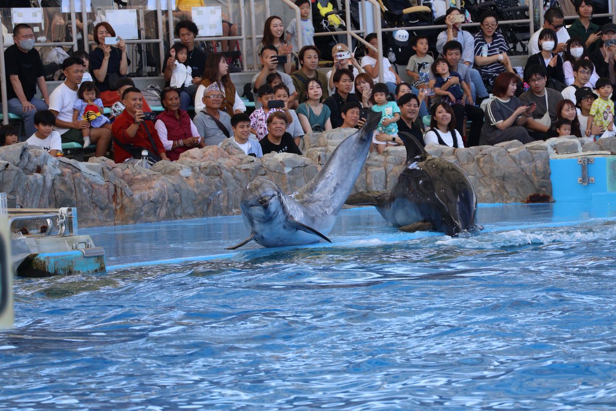 a_chan__Orca's tweet photo. 2025/09/27
🐬ルルちゃん💕

ユウちゃんも好きだけどルルちゃんも好き❤️推し💕
愛犬と同じ名前だからなのか笑
特徴も分かりやすくてルルちゃんはすぐに見分けれるようになったよ✨

降りる時中々降りれなくて可愛いルルちゃん💕

これ名古屋城の上についてるやつじゃないですか〜🤭

#名古屋港水族館 https://t.co/zMI5Tqtz6G