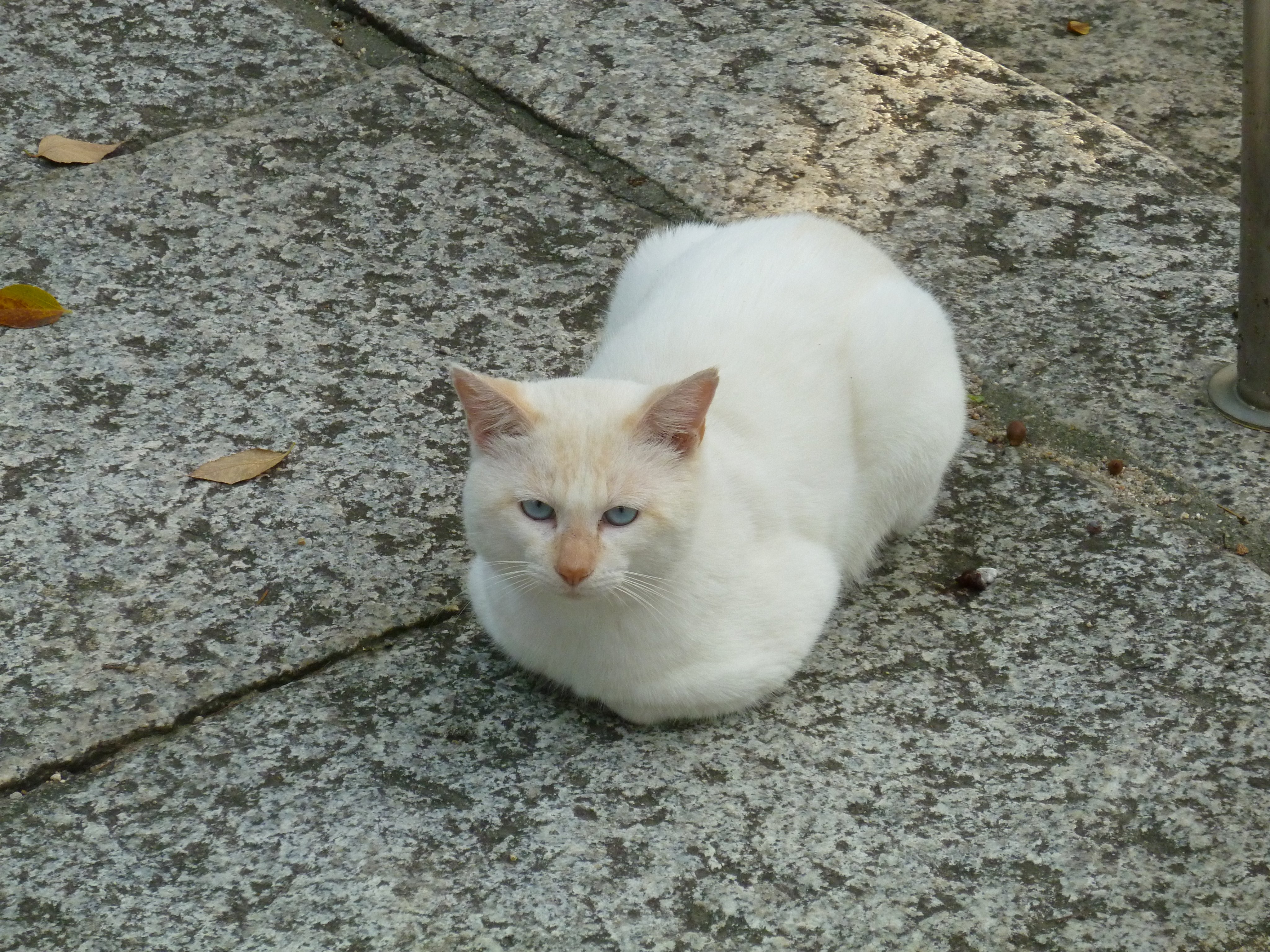 ねこ JlL&DRIES | ジル様〜こっち見て〜🥹🩷 #ツンデレ #そこがまた