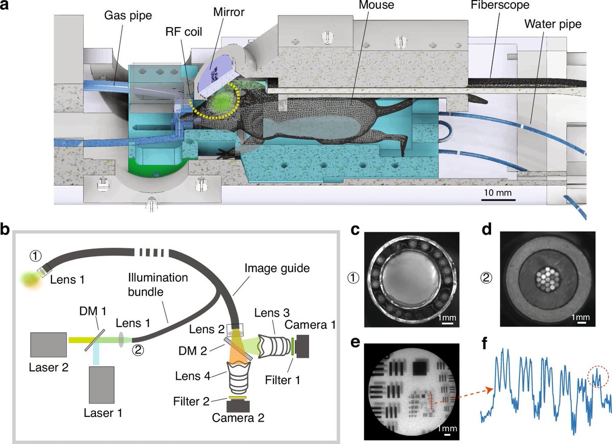 LightSciAppl's tweet image. #LSA_Highlight: [Article] Non-invasive large-scale imaging of concurrent neuronal, astrocytic, and hemodynamic activity with hybrid multiplexed fluorescence and magnetic resonance imaging (HyFMRI). @Tongji_Uni @UZH_en @ETH_en #Imaging_and_sensing
nature.com/articles/s4137…