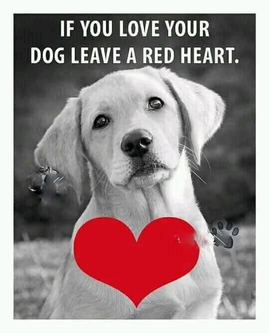 Dog Lovers tweet media