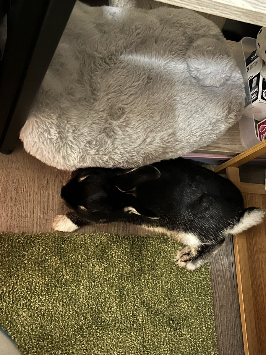 dharma0523's tweet photo. 週一到週五得照顧家人所以每天能陪伴他的時間只有短暫的三十分鐘，直到這幾天回家後發現達摩第一次跑到電腦桌底下

到剛剛已經會躺在腳邊了……好近一起工作🥹 https://t.co/G4wZCv058f