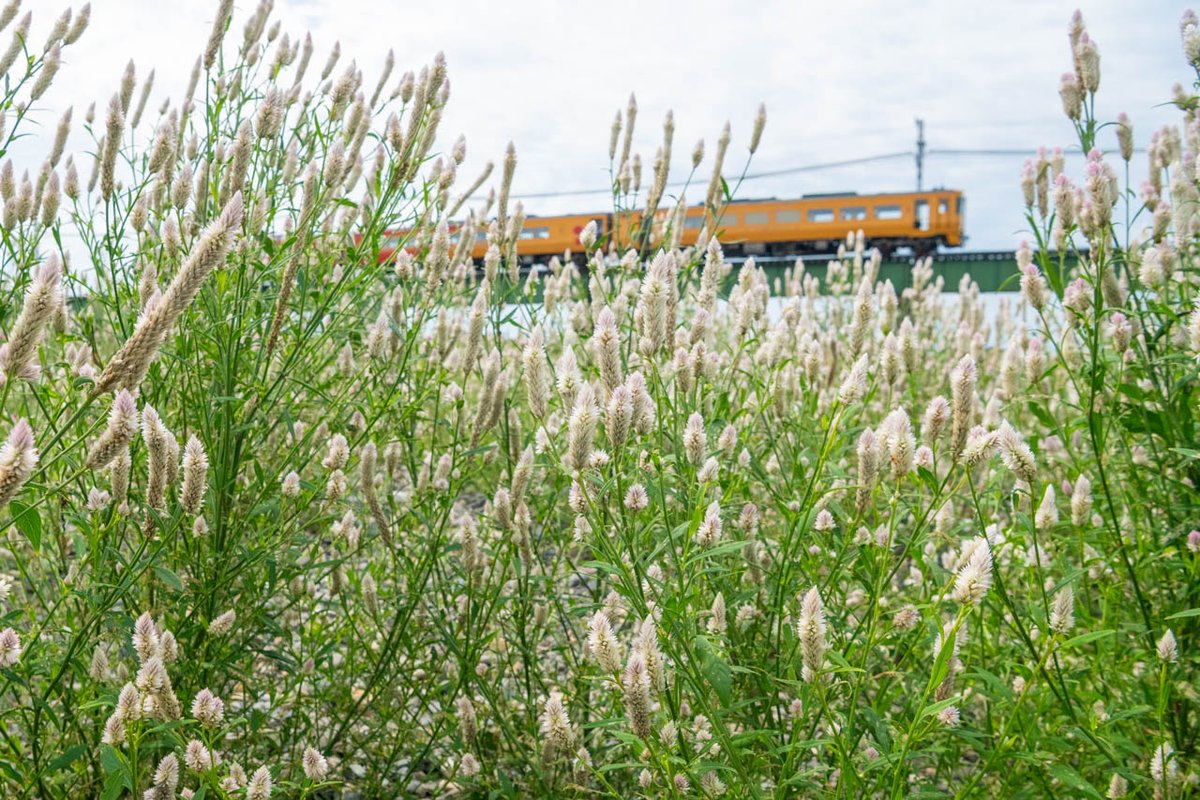 秋の兆し

#伊予灘ものがたり
#予讃線