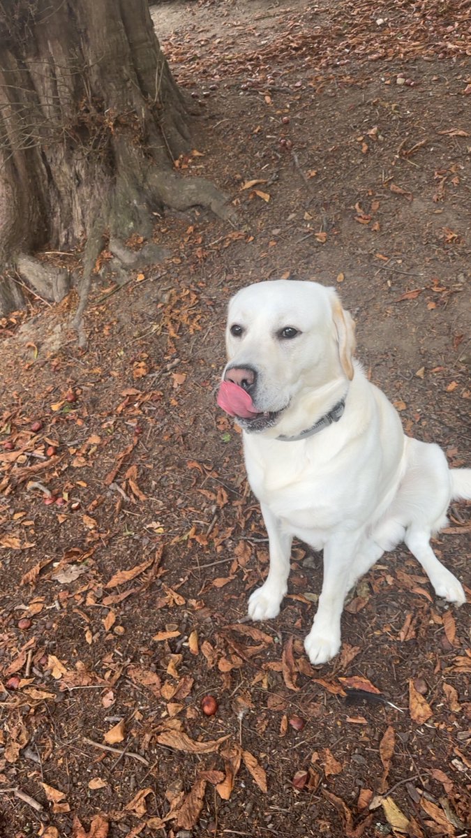 Kimmy_171182's tweet image. Archie 🥰🍁🍂💙 #smile #pooch #puppy #labrador