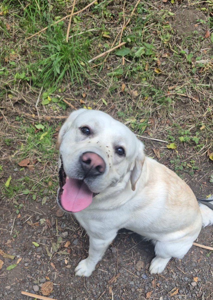 Kimmy_171182's tweet image. Archie 🥰🍁🍂💙 #smile #pooch #puppy #labrador