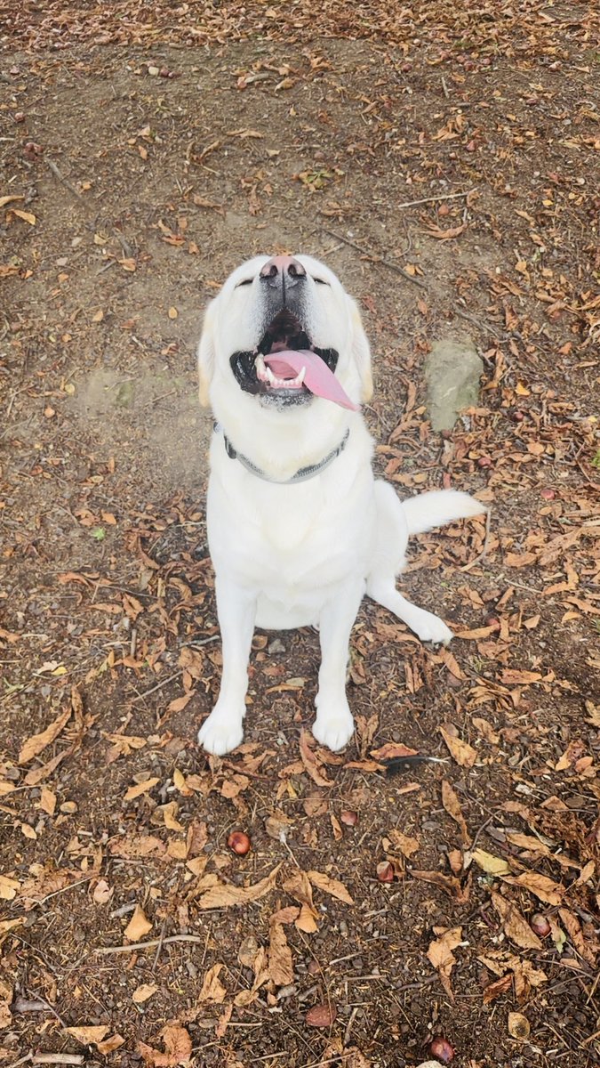 Kimmy_171182's tweet image. Archie 🥰🍁🍂💙 #smile #pooch #puppy #labrador