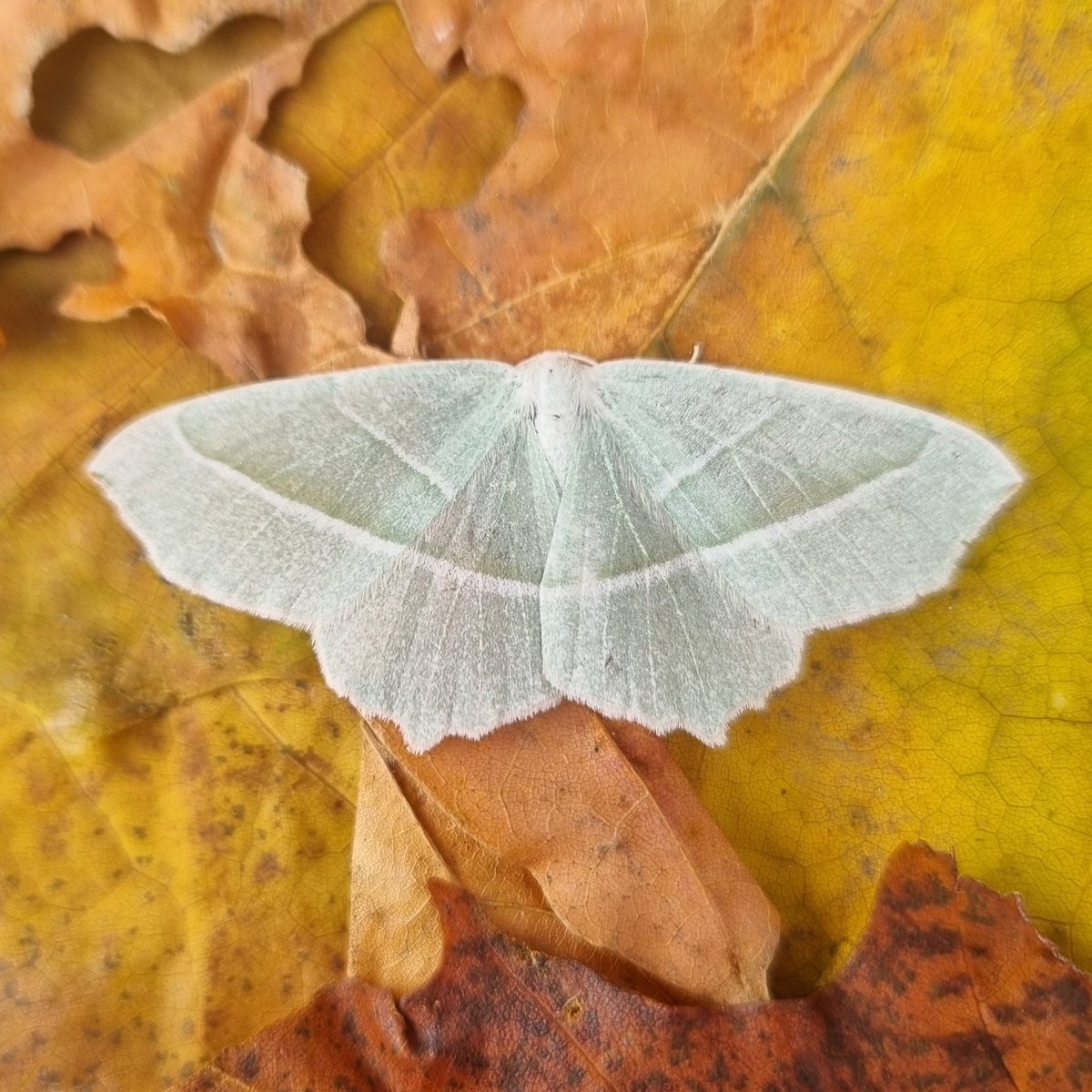 2 Deep-brown Darts in the trap last night. The first ones for the garden. Also 7 Lunar Underwings, Eudonia angustea is the first of the autumn, and this Light Emerald #teammoth