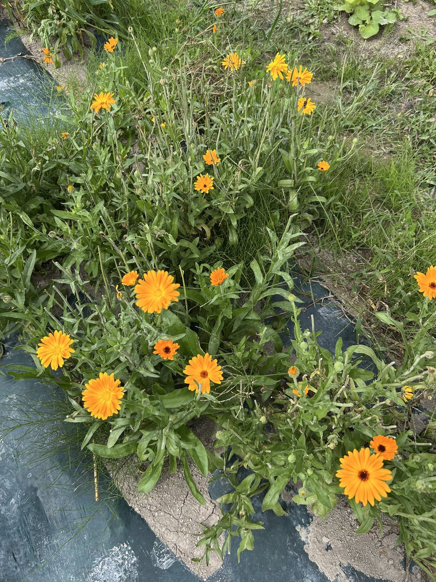 panalybouei's tweet photo. なんだかモヤモヤしてたのにハーブに触れるとスッキリした気分になる🌿
不思議ー✨ https://t.co/alCu8ZMYZV