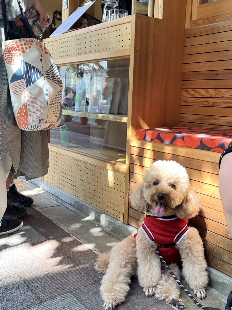 お客さんに撫でられたい子🧸