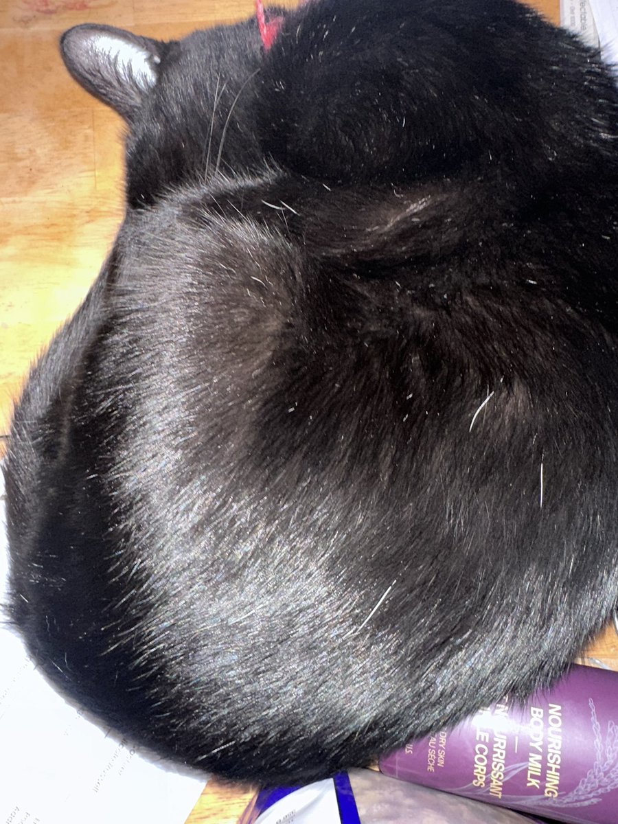 This be a big ball of Binx!  Hims got caught sleeping on the kitchen table!  Me, Boots, would never misbehave in such a manner!  Honest. 😻🐈‍⬛🐾🐈‍⬛😻