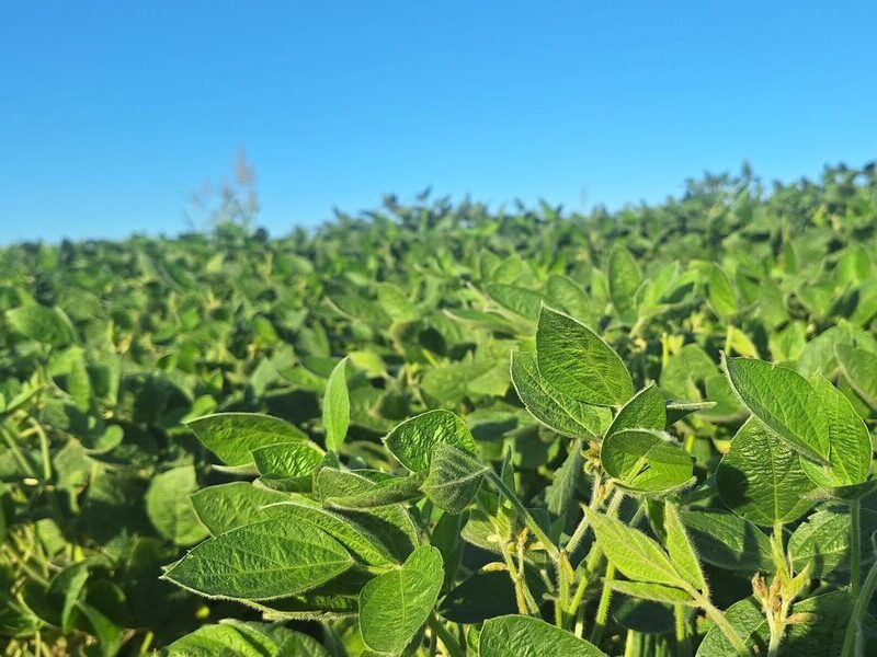 🌾Retenciones.

🗣️<a href="/CONINAGRO/">CONINAGRO</a> criticó la medida afirmando que significó “una oportunidad de negocio para unos pocos”.

❗️El beneficio no alcanzó a los productores agropecuarios que son quienes más riesgo asumen.

➕en ansol.com.ar/coninagro-cues…

#Agro #Retenciones #Campo #Economía