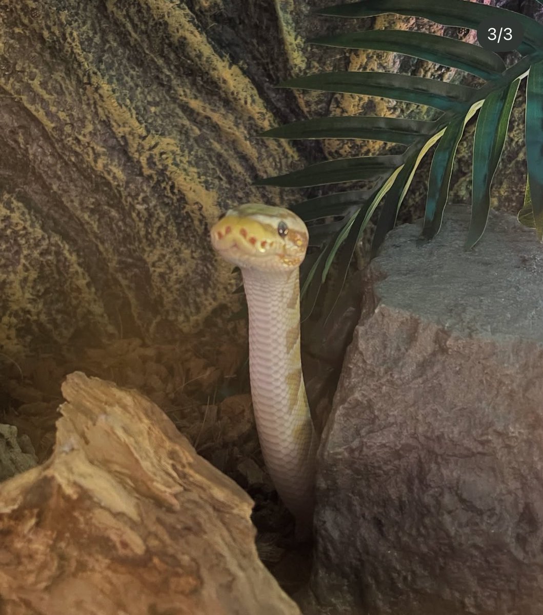 digam olá para o morty.