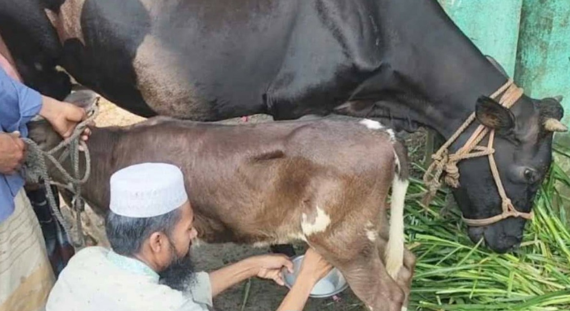 জন্মের পর থেকেই দুধ দিচ্ছে কিশোরগঞ্জের বকনা বাছুর!