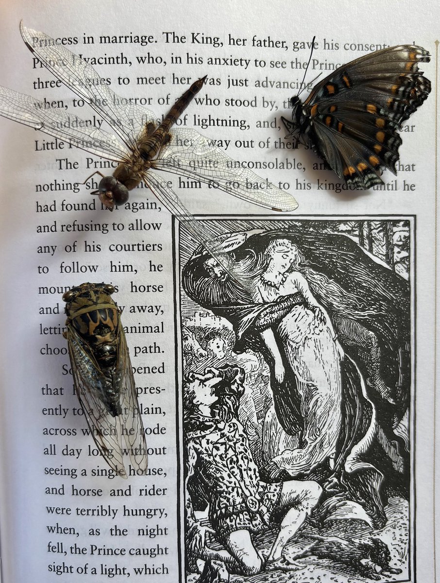 yes i collect dead insects