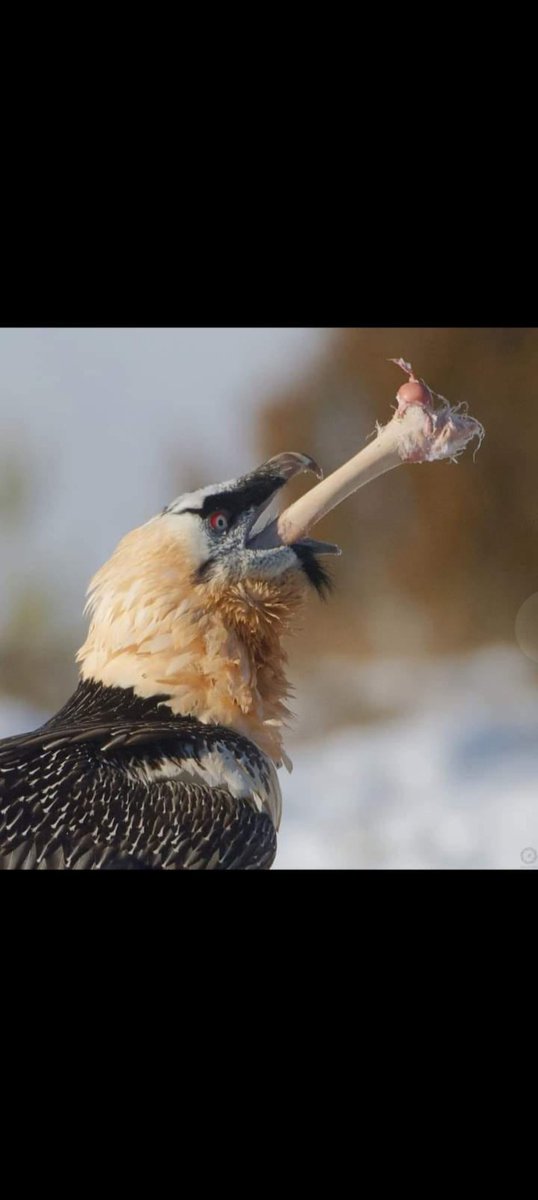 Vote the threatened Bearded vulture despite its importance to life birdlife.org.za/vote-boty2026/
#LsTwitter
<a href="/Mohlamatsi1/">Lehula Oa Motlokoa</a>
<a href="/ntsikeleloNdlix/">Ndliks</a> <a href="/PolokoMokhele_/">𝐈 𝐇𝐚𝐯𝐞 𝐀 𝐒𝐭𝐨𝐫𝐲 𝐓𝐨 𝐓𝐞𝐥𝐥</a> <a href="/retshepilept/">TSHEPI✨</a> <a href="/SejanamaneMafa/">Prof Mafa M. Sejanamane (PhD)</a> <a href="/matylet/">🧡🌺🦋金钱之母</a> <a href="/YourKayBol/">Kananelo Boloetse</a> <a href="/PolokoMokhele_/">𝐈 𝐇𝐚𝐯𝐞 𝐀 𝐒𝐭𝐨𝐫𝐲 𝐓𝐨 𝐓𝐞𝐥𝐥</a> <a href="/TheReporterLS/">The Reporter - Lesotho</a>