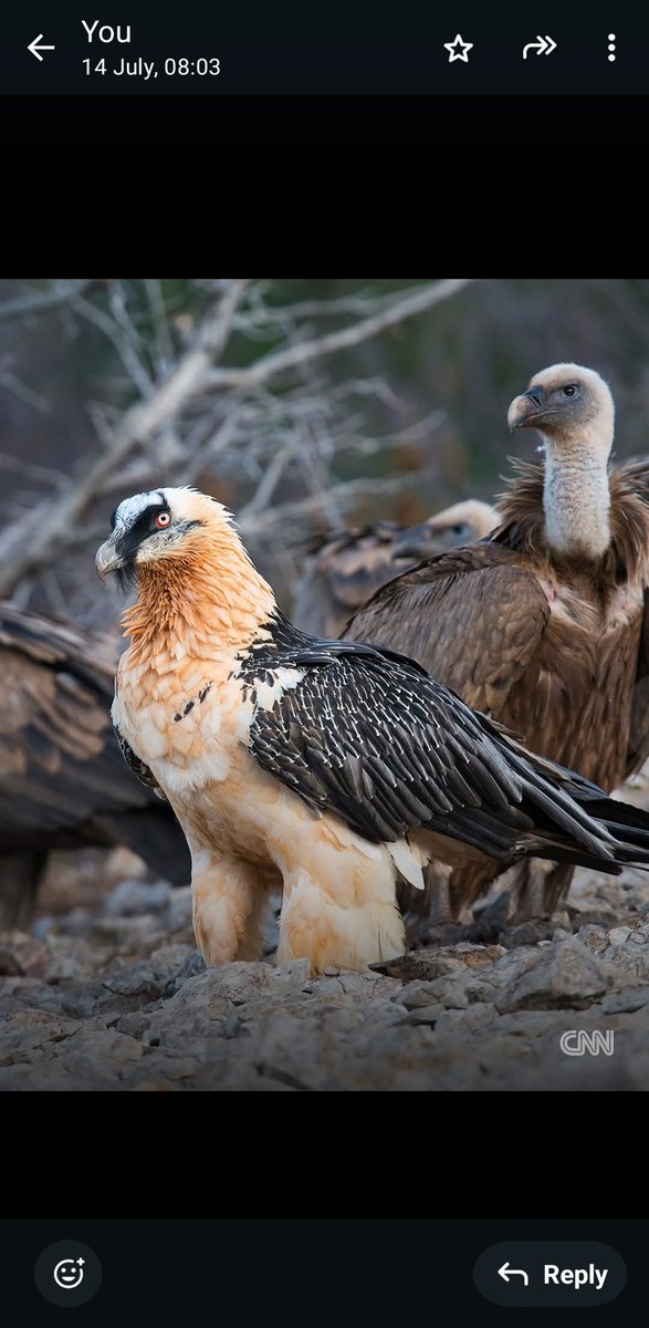 Moselantja tweet media