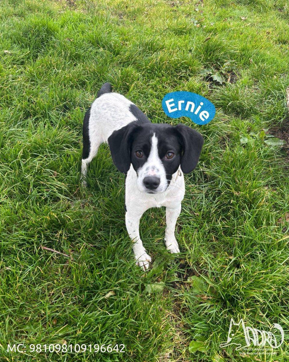 MADRADogRescue's tweet photo. Your repost can change a life!🌟

Thanks to everyone who’s been liking &amp; sharing our Dog of the Week, Ernie💙 

Every repost brings this 9-mth-old Collie closer to finding the safe, loving home he deserves🏡🐾

Adopt Ernie👉https://t.co/JnPs8WUsmO

#MADRAdogrescue #AdoptDontShop https://t.co/y5ZSdWbVsO