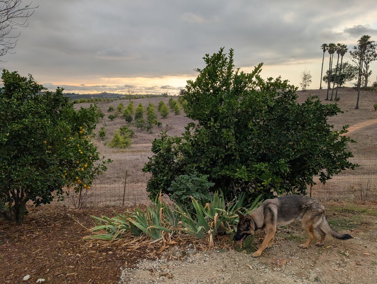 hsinju's tweet photo. Recovering on a ~20 acre ranch with some friends, dogs, and good food. Now down to 3-4 panic attacks per day 😔 https://t.co/2jiKlcGh66