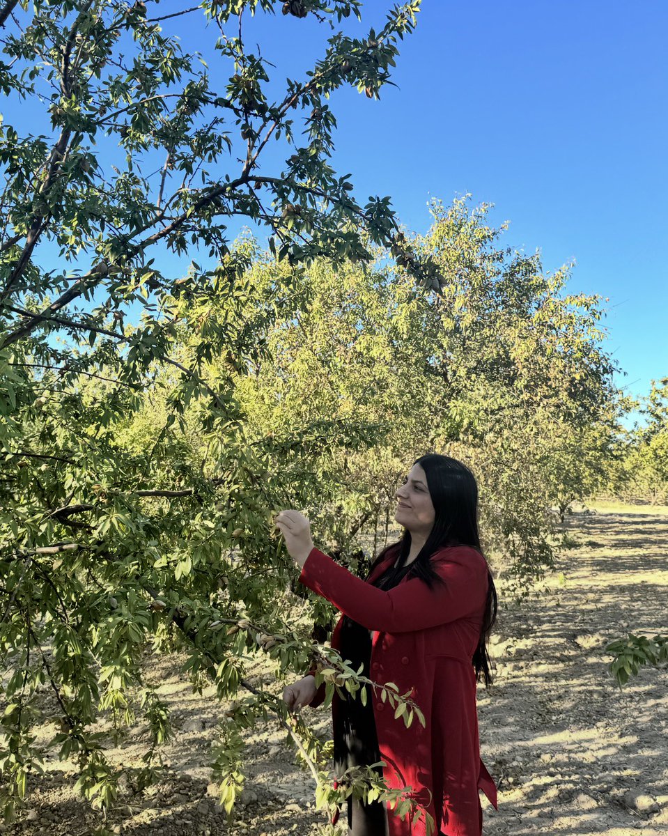 Şanlıurfa’mızın bereketli topraklarında Badem hasatımız hayırlı olsun.🧿
Alın teriyle toprağı işleyen, tüm zorluklara rağmen üretmekten vazgeçmeyen Çiftçilerimize Rabbim hayırlı ve bol kazançlar versin.

<a href="/RTErdogan/">Recep Tayyip Erdoğan</a> <a href="/EmineErdogan/">Emine Erdoğan</a> <a href="/ibrahimyumakli/">İbrahim Yumaklı</a> <a href="/TCTarim/">T.C. Tarım ve Orman Bakanlığı</a>
