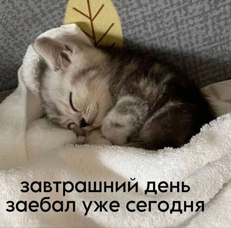 cats, i love cats (@catsilcats) on Twitter photo 