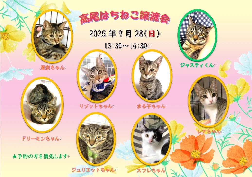 はちねこ！ (@hachinekocafe1) / X