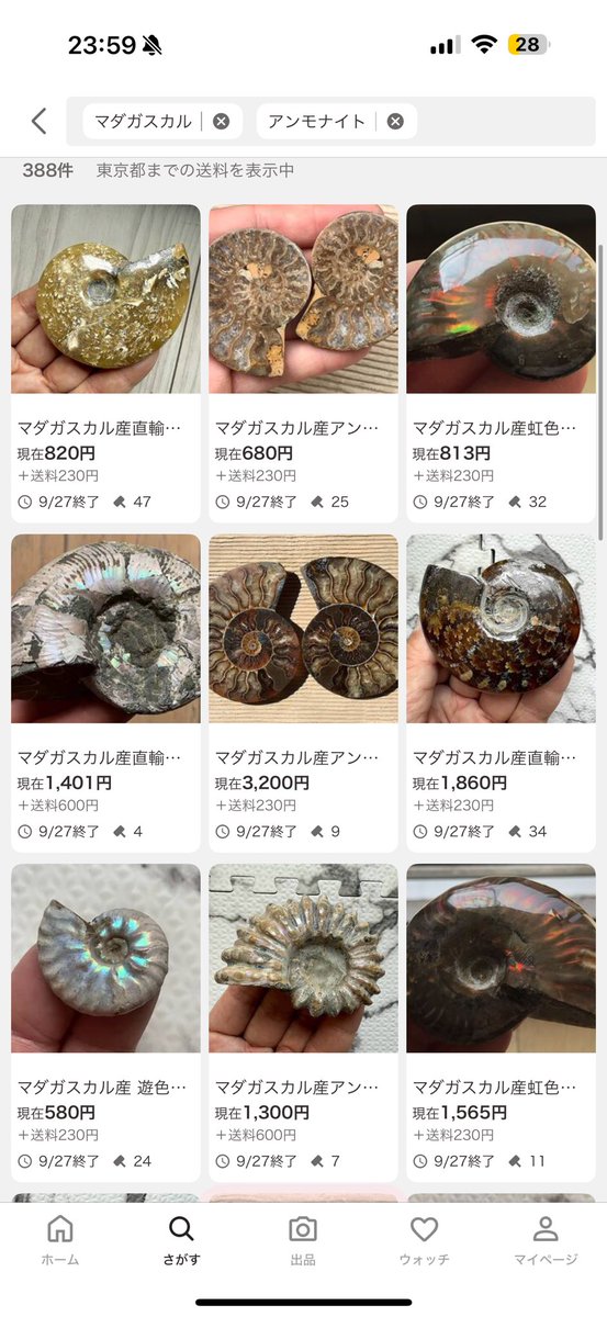 貝殻　まとめ売り　レア ブラジル産バイカラートルマリンキャッツアイ 22.056ctルース