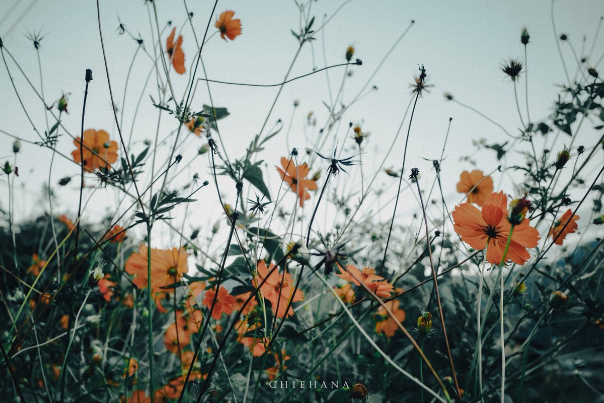 chie hana tweet media