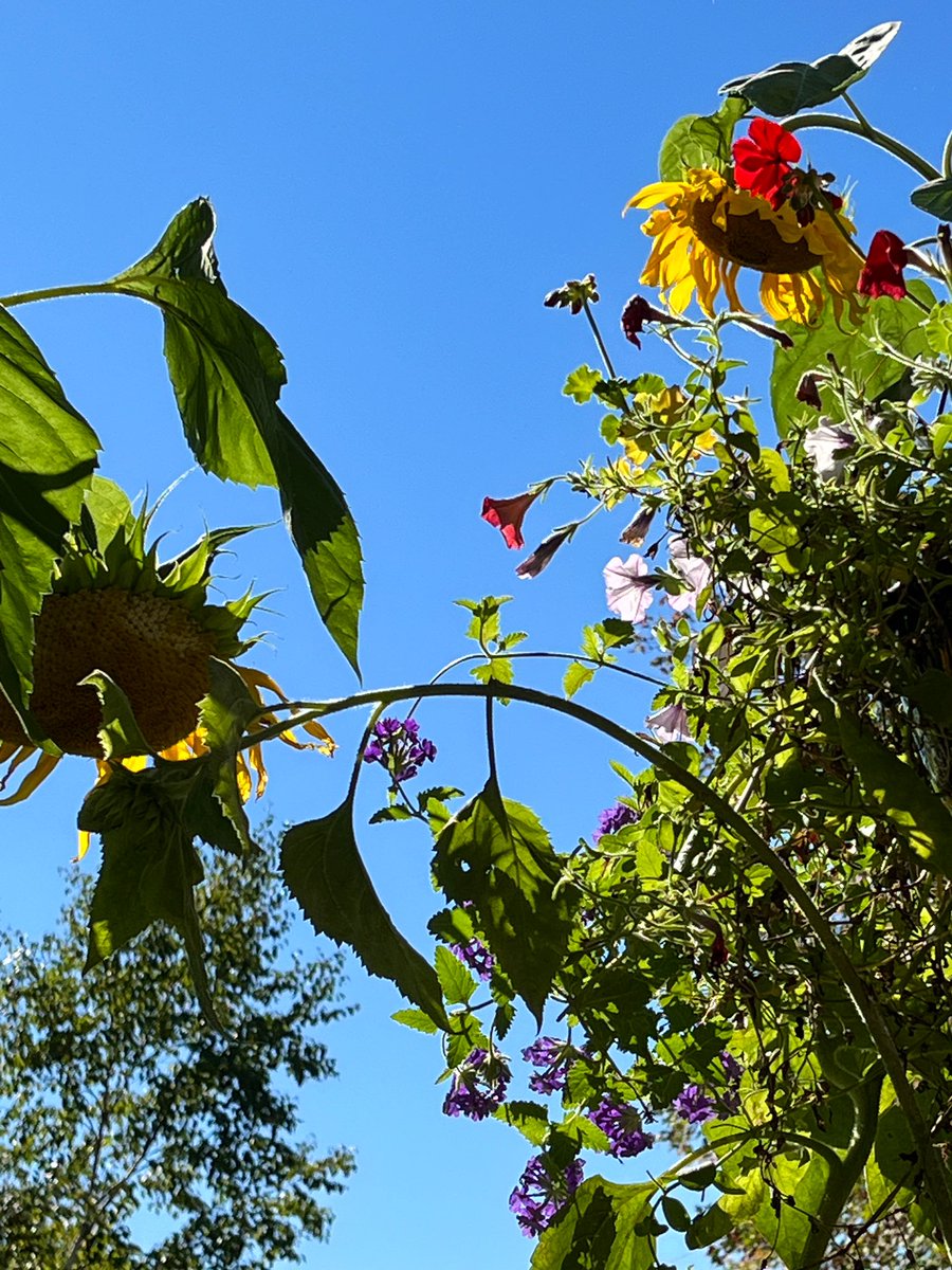 FancyCaroline's tweet image. Happy September’s last Saturday!