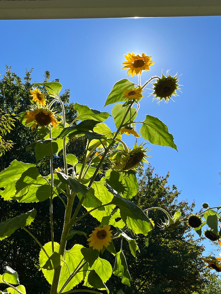 FancyCaroline's tweet image. Happy September’s last Saturday!