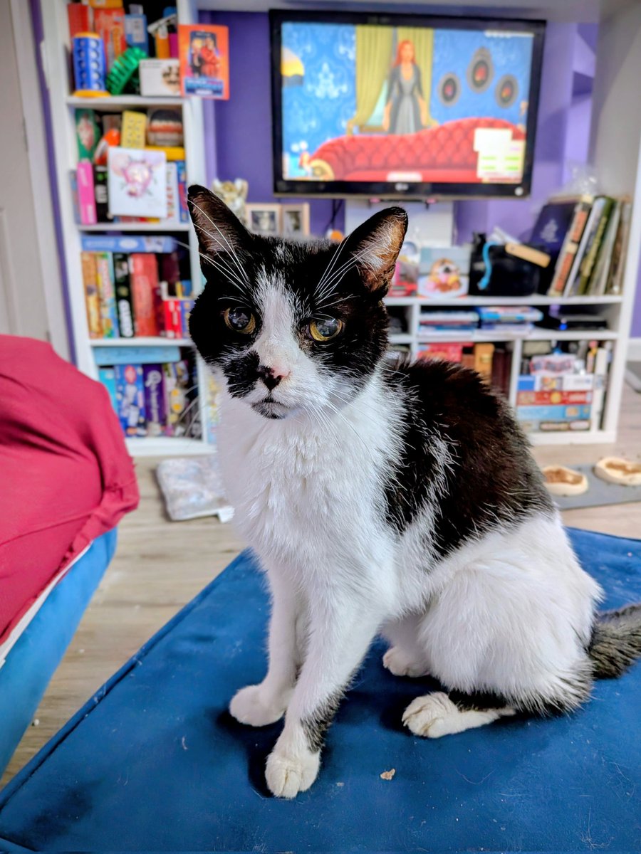 DogCastRadio's tweet image. Storm says look at me not the TV! 😻💖

#caturday #blackandwhitecats #catstagram #catsarefamily #catlover #lovemycat #catsanddogs #dogsandcats #saturday #catlife #petlife #petlove #CatsOfTwitter #CatsOfX