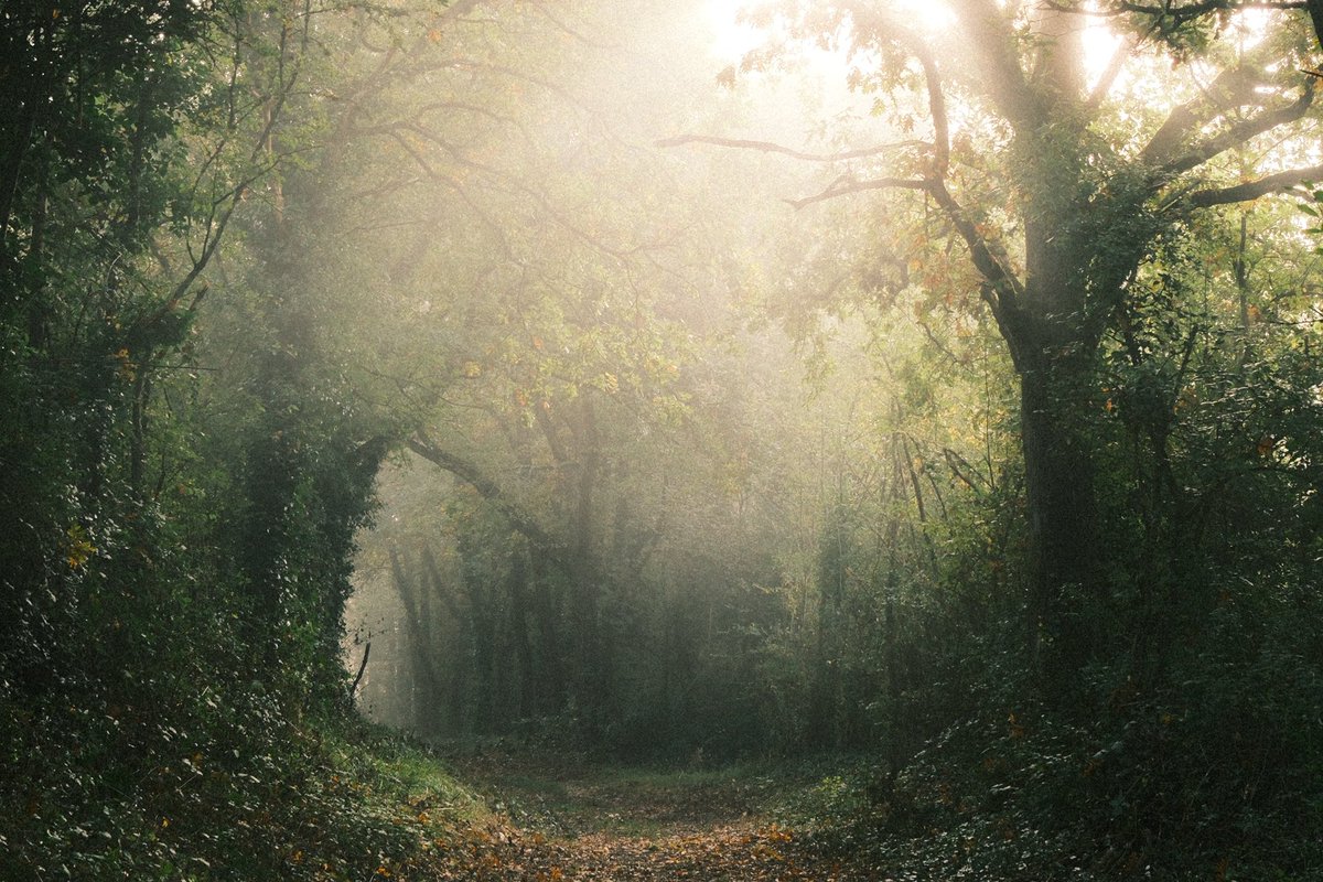 Il y a des jours où la lumière est un spectacle en soi, et ce matin en constituait un exemple. Promenade entre brouillard qui se lève et soleil qui apparaît

(Toujours le même appareil photo, toujours sans retouches)