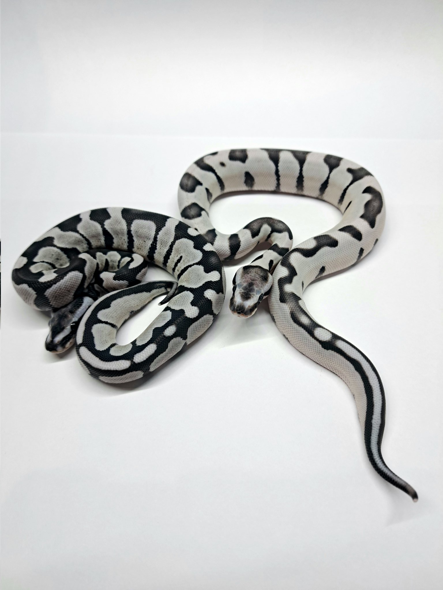 ゼニガメ様 ゼニガメ様 ゼニガメ様 ゼニガメ公式 The Chronicles of Kamen Rider ZX