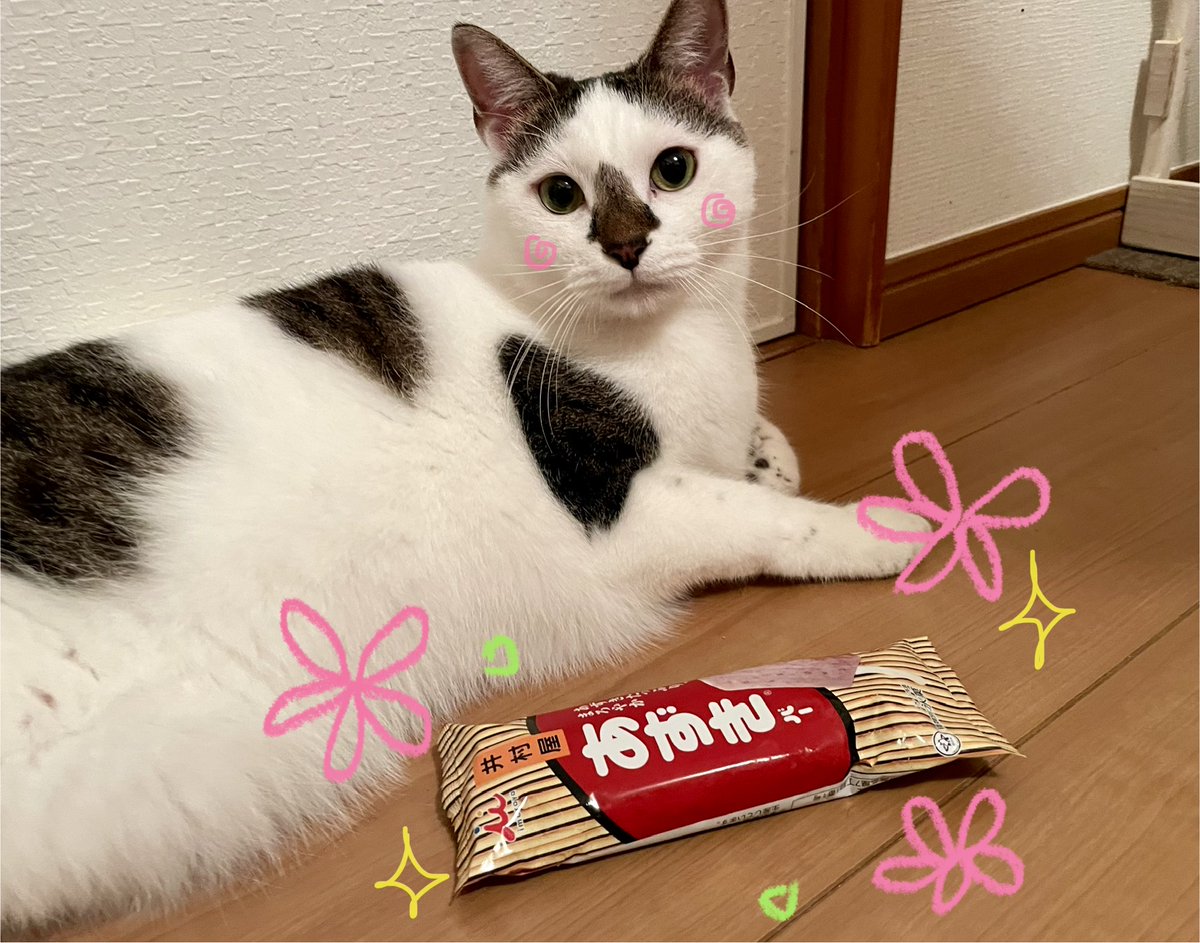 kijitorac's tweet photo. @SUNPALACE1394 ぱぴこにゃかった。。🌸 https://t.co/cxzPf51zJh