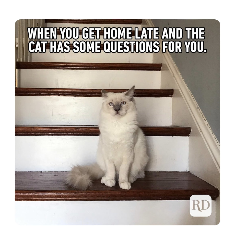 Happy Caturday❣️😻