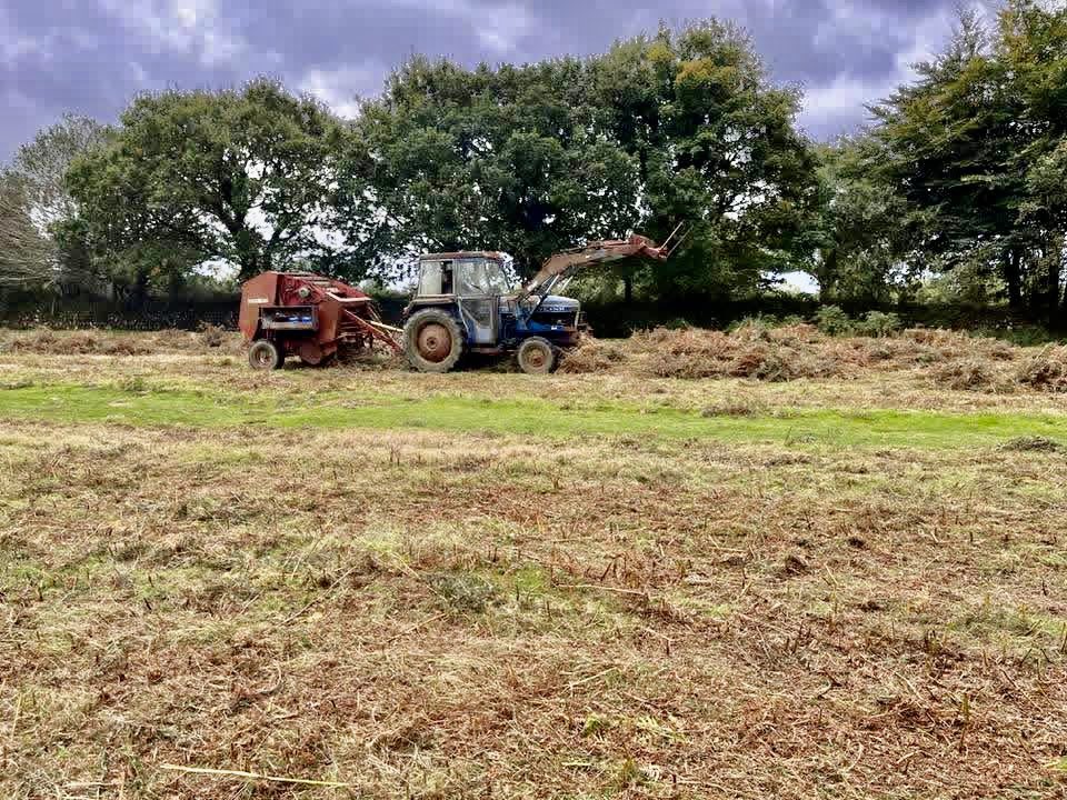 Baleing Bracken on Dartmoor ! Presumably for Bedding ?