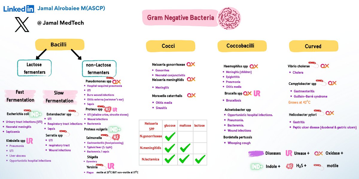 JamalMedTech's tweet photo. السلام عليكم ورحمة الله وبركاته
أكملت اليوم تصميم مخطط جديد يوضح تصنيف (Gram Negative Bacteria)، ليكون مكمّل لسلسلة المخططات السابقة الخاصة بتصنيف (Gram Positive Bacteria)

أسأل الله أن أكون وُفقت في تقديم مادة نافعة، وأسأل الله لي ولكم التوفيق والسداد.
اخوكم جمال الربيعي https://t.co/OEfg9HxCZC