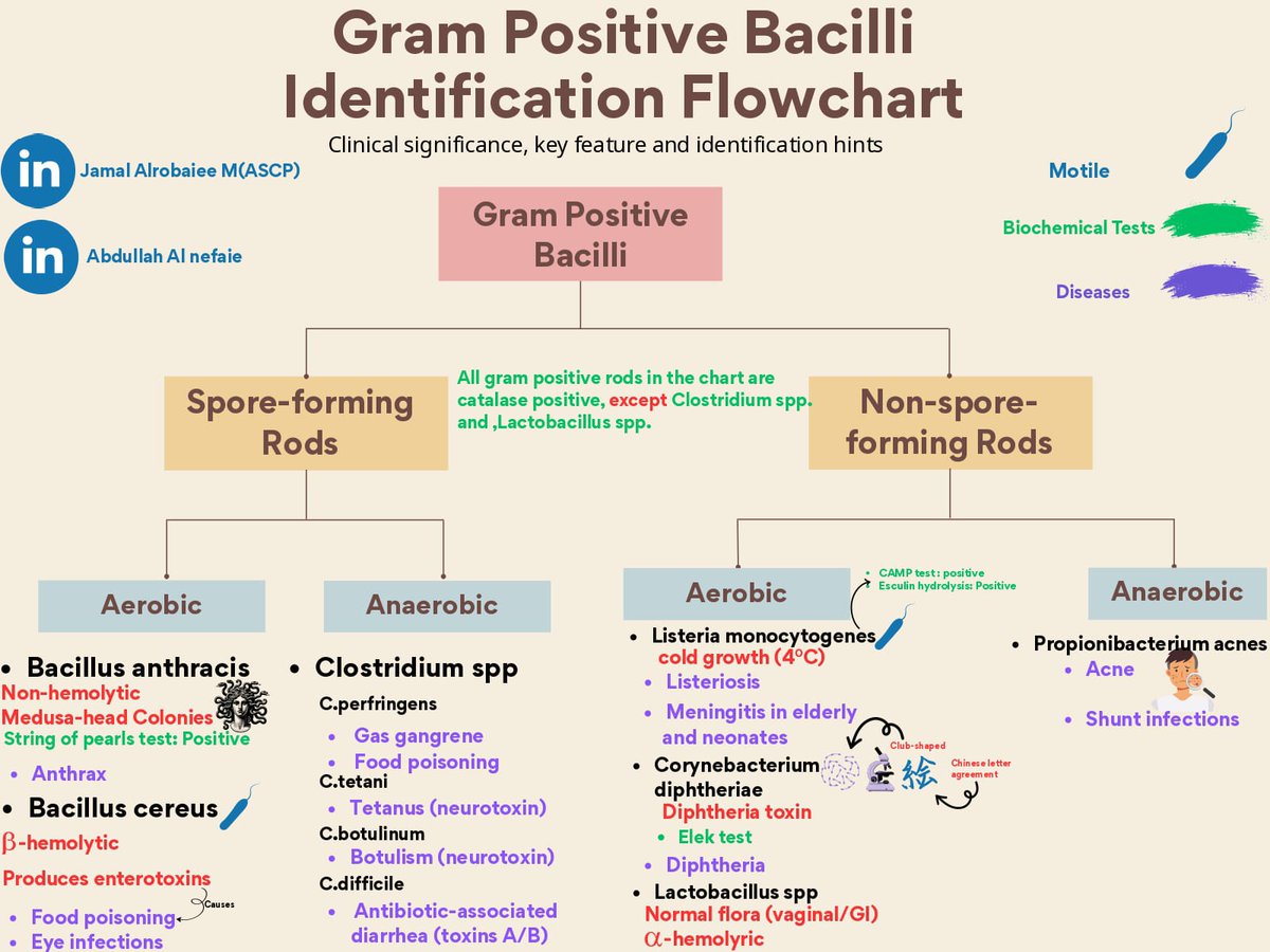 JamalMedTech's tweet photo. السلام عليكم ورحمة الله وبركاته
أكملت اليوم تصميم مخطط جديد يوضح تصنيف (Gram Negative Bacteria)، ليكون مكمّل لسلسلة المخططات السابقة الخاصة بتصنيف (Gram Positive Bacteria)

أسأل الله أن أكون وُفقت في تقديم مادة نافعة، وأسأل الله لي ولكم التوفيق والسداد.
اخوكم جمال الربيعي https://t.co/OEfg9HxCZC